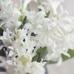 Hyacintlökor - Set om 20 - Hyacinthus 'Carnegie' - Blomlökar - Vit