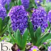 Hyacintlökor - Set om 15 - Hyacinthus 'Blue Trophy' - Blomlökar - Blå