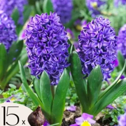 Hyacintlökor - Set om 15 - Hyacinthus 'Blue Trophy' - Blomlökar - Blå