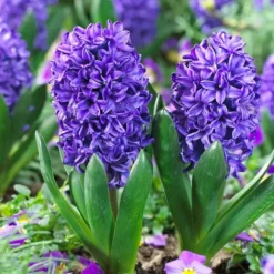 Hyacintlökor - Set om 15 - Hyacinthus 'Blue Trophy' - Blomlökar - Blå