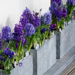 Hyacintlökor - Set om 15 - Hyacinthus 'Blue Trophy' - Blomlökar - Blå