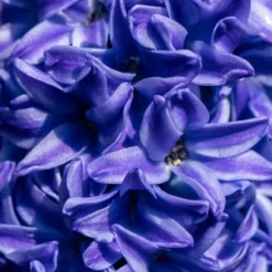 Hyacintlökor - Set om 15 - Hyacinthus 'Blue Trophy' - Blomlökar - Blå