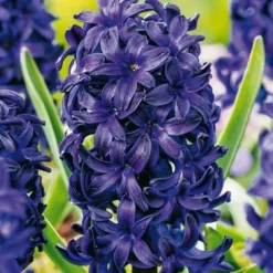 Hyacintlökor - Set om 15 - Hyacinthus 'Blue Trophy' - Blomlökar - Blå