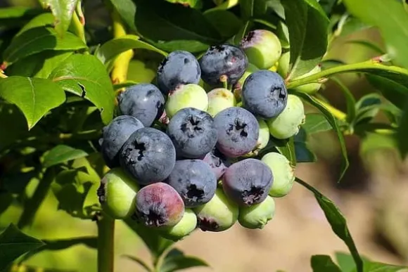 INCO FLOROVIT BLÅBÄR 3 KG ./IN/