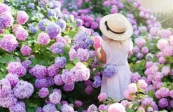 INCO FLOROVIT HORTENSIA 1L IN