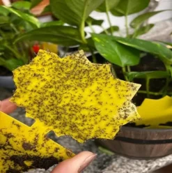 INF Klibbig fälla för skadeinsekter på krukväxter Flugfångare 12-pack