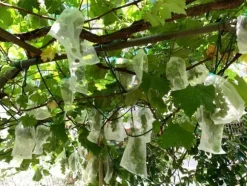 INF Multifunktionell Nätpåse, 50-pack Vit 30 x 20 cm