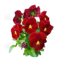 INN Butterfly Flower Seeds 500 Blomsterfrön Blomningstid 6-8 månader Blomsterfrön Prydnadsblommor Blomfrö