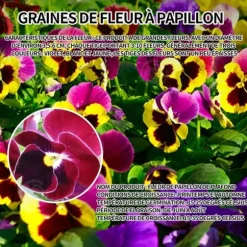 INN Butterfly Flower Seeds 500 Blomsterfrön Blomningstid 6-8 månader Blomsterfrön Prydnadsblommor Blomfrö