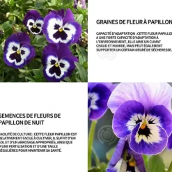 INN Butterfly Flower Seeds 500 Blomsterfrön Blomningstid 6-8 månader Blomsterfrön Prydnadsblommor Blomfrö