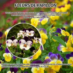 INN Butterfly Flower Seeds 500 Blomsterfrön Blomningstid 6-8 månader Blomsterfrön Prydnadsblommor Blomfrö