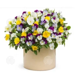 INN Butterfly Flower Seeds 398 Blomsterfrön Blomningstid 6-8 månader Blomfrön Prydnadsblommor Blomfrö