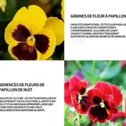 INN Butterfly Flower Seeds 398 Blomsterfrön Blomningstid 6-8 månader Blomfrön Prydnadsblommor Blomfrö