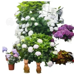 INN Hortensior 3st 9cm Lövfällande buske Perenn växt Hortensia Trädgård Hemmakontor Trädgårdsdekoration Bonsaiväxter