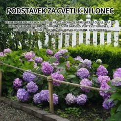 INN Hortensior 3st 9cm Lövfällande buske Perenn växt Hortensia Trädgård Hemmakontor Trädgårdsdekoration Bonsaiväxter