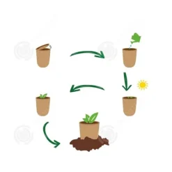 INN Rosemary frön kreativa frö lådor mini krukväxter burk frön kontor boxed plantor prydnadsväxter sem