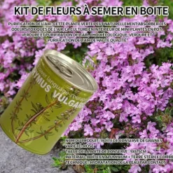 INN Seeds Timjan Frölådor Creative Mini krukväxter Burk frön 9x6,5 cm Bur Boxed Plant Plant Kit