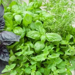 Italiensk blandning - basilika, oregano, timjan, salta