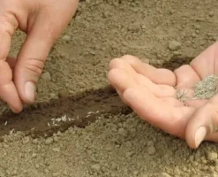 Italiensk blandning - basilika, oregano, timjan, salta