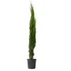 Italiensk cypress - Cupressus sempervirens - Höjd 70-80cm - ⌀19cm
