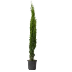 Italiensk cypress - Cupressus sempervirens - Höjd 70-80cm - ⌀19cm