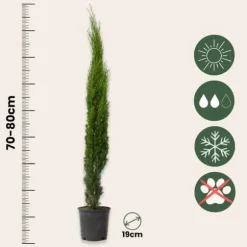 Italiensk cypress - Cupressus sempervirens - Höjd 70-80cm - ⌀19cm