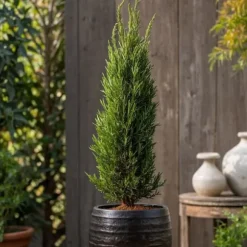Italiensk cypress - Cupressus sempervirens - Höjd 70-80cm - ⌀19cm