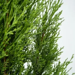 Italiensk cypress - Cupressus sempervirens - Höjd 70-80cm - ⌀19cm