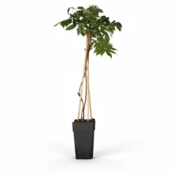 Japansk Blåregn 'Alba' - Vit - Kruka Ø15 cm, Höjd ca 65 cm