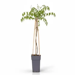 Japansk Blåregn 'Naga Noda' - Lila Skönhet Ø15cm