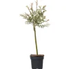 Japansk dvärgpil - Salix integra 'Flamingo' - Höjd 60-80cm - Kruka 17cm