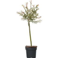 Japansk dvärgpil - Salix integra 'Flamingo' - Höjd 60-80cm - Kruka 17cm