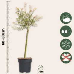 Japansk dvärgpil - Salix integra 'Flamingo' - Höjd 60-80cm - Kruka 17cm