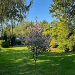 Japansk dvärgpil - Salix integra 'Flamingo' - Höjd 60-80cm - Kruka 17cm