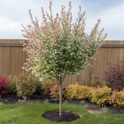Japansk dvärgpil - Salix integra 'Flamingo' - Höjd 60-80cm - Kruka 17cm