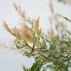 Japansk dvärgpil - Salix integra 'Flamingo' - Höjd 60-80cm - Kruka 17cm