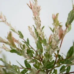 Japansk dvärgpil - Salix integra 'Flamingo' - Höjd 60-80cm - Kruka 17cm