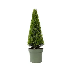 Japansk järnek - Ilex crenata 'Jenny' - Höjd 55-65cm - ⌀21cm