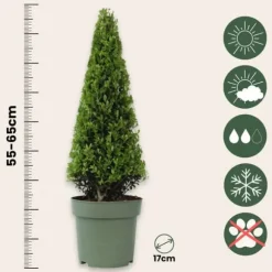 Japansk järnek - Ilex crenata 'Jenny' - Höjd 55-65cm - ⌀21cm