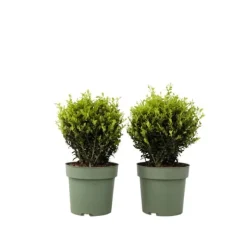 Japansk järnek - Ilex crenata 'Jenny' - Höjd 30-40cm - ⌀17cm