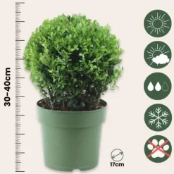 Japansk järnek - Ilex crenata 'Jenny' - Höjd 30-40cm - ⌀17cm