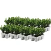 Japansk järnek - Set om 48 - Ilex crenata 'Jenny' - Höjd 10-20cm - ⌀9cm