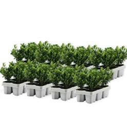 Japansk järnek - Set om 48 - Ilex crenata 'Jenny' - Höjd 10-20cm - ⌀9cm