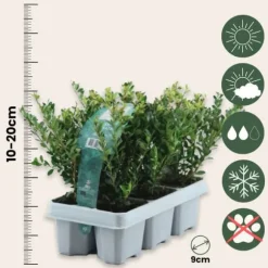 Japansk järnek - Set om 48 - Ilex crenata 'Jenny' - Höjd 10-20cm - ⌀9cm