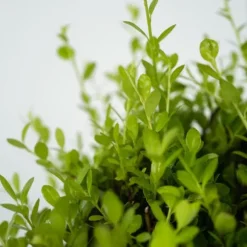 Japansk järnek - Set om 48 - Ilex crenata 'Jenny' - Höjd 10-20cm - ⌀9cm