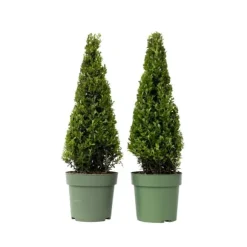 Japansk järnek - Set om 2 - Ilex crenata 'Jenny' - Höjd 55-65cm - ⌀21cm