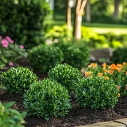 Japansk järnek - Set om 12 - Ilex crenata 'Jenny' - Höjd 10-20cm - ⌀9cm