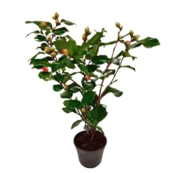 Japansk Ros - Camellia japonica 'Dr. King' - Höjd 50-60cm - ⌀15cm