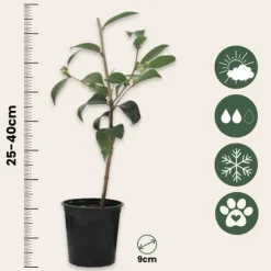 Japansk Ros - Set om 3 - Camellia japonica 'Brush Field' - Höjd 25-40cm - ⌀9cm