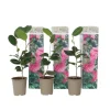 Japansk Ros - Set om 3 - Camellia japonica 'Bonomiana' - Höjd 25-40cm - ⌀9cm